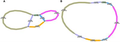 Complete mitochondrial genome of Syzygium samarangense reveals genomic recombination, gene transfer, and RNA editing events